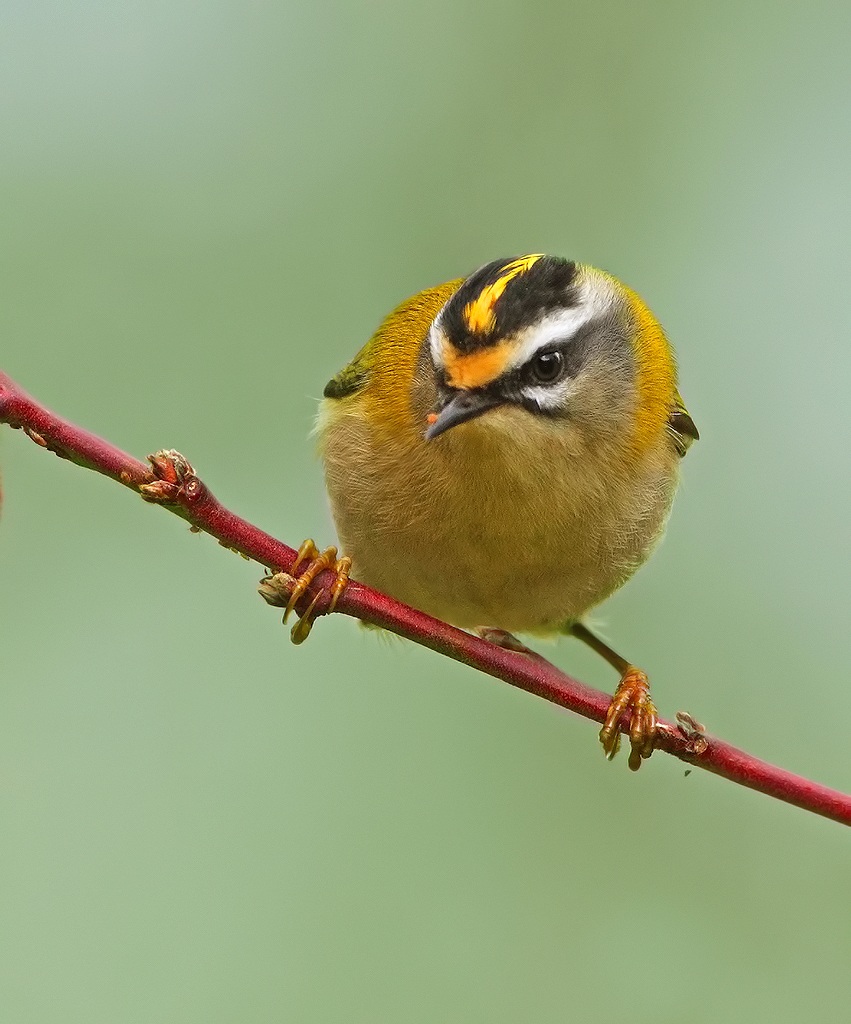 Firecrest