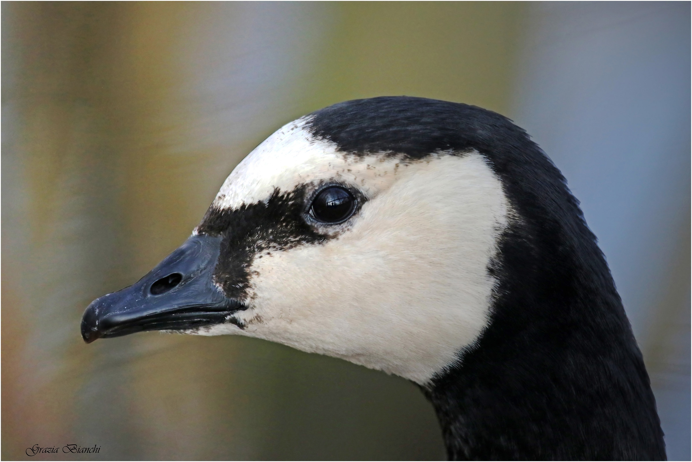 oca facciabianca - ritratto - Oasi dei Quadris - Fagagn