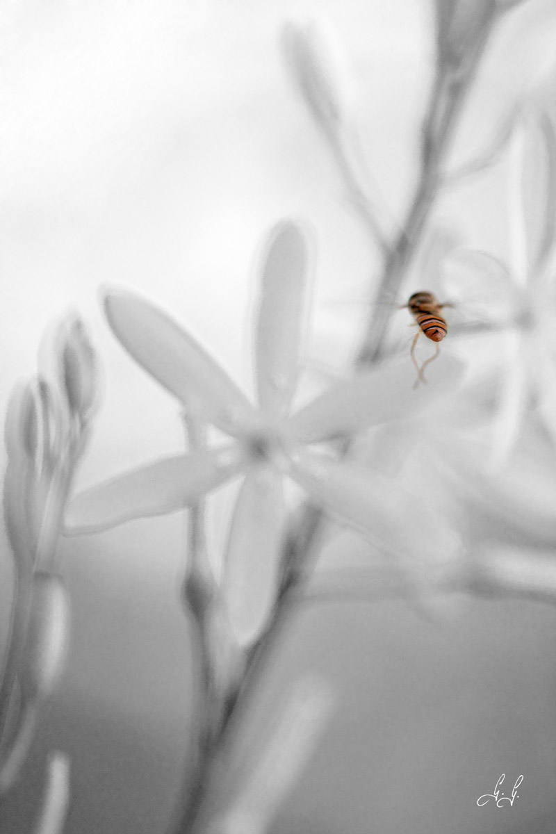 Dietro al dittero...