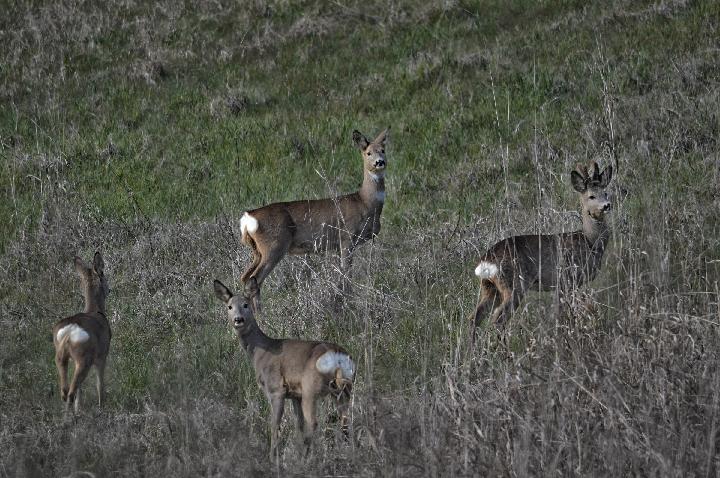 I Caprioli - Nikon D3200 55-300 af-s DX