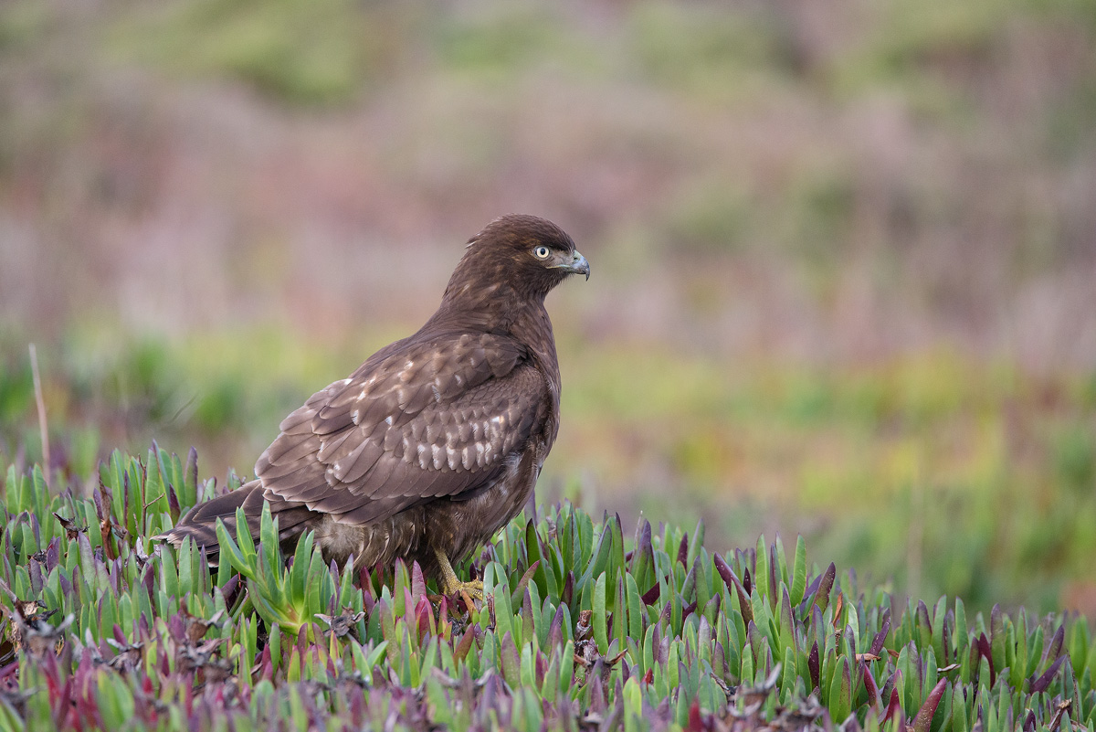 Ferruginous Hawk - Point Reyes -CA