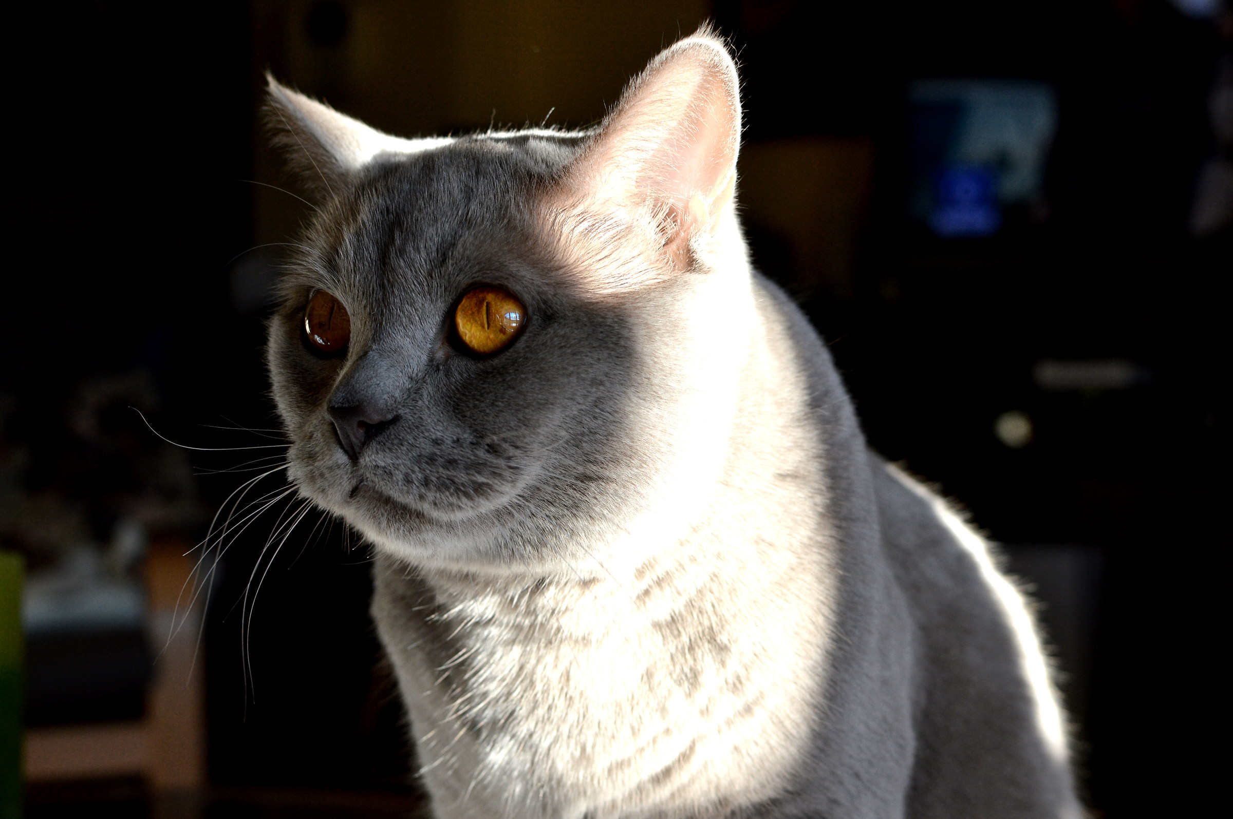 Poldo - Nikon d3200 35mm f/1.8