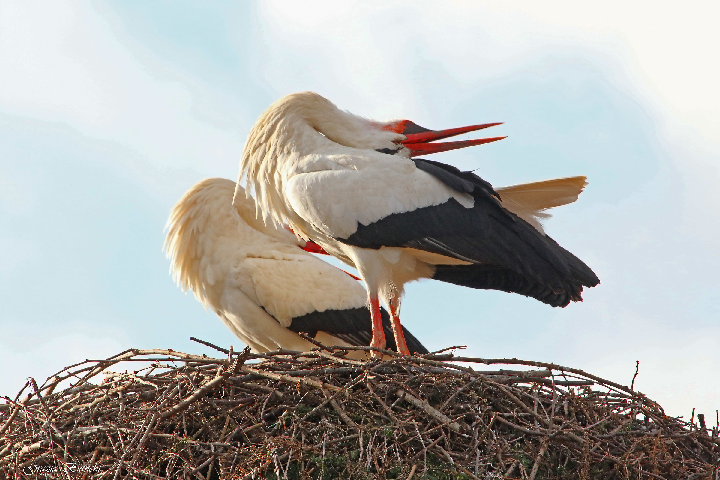 oasi dei Quadris - Fagagna