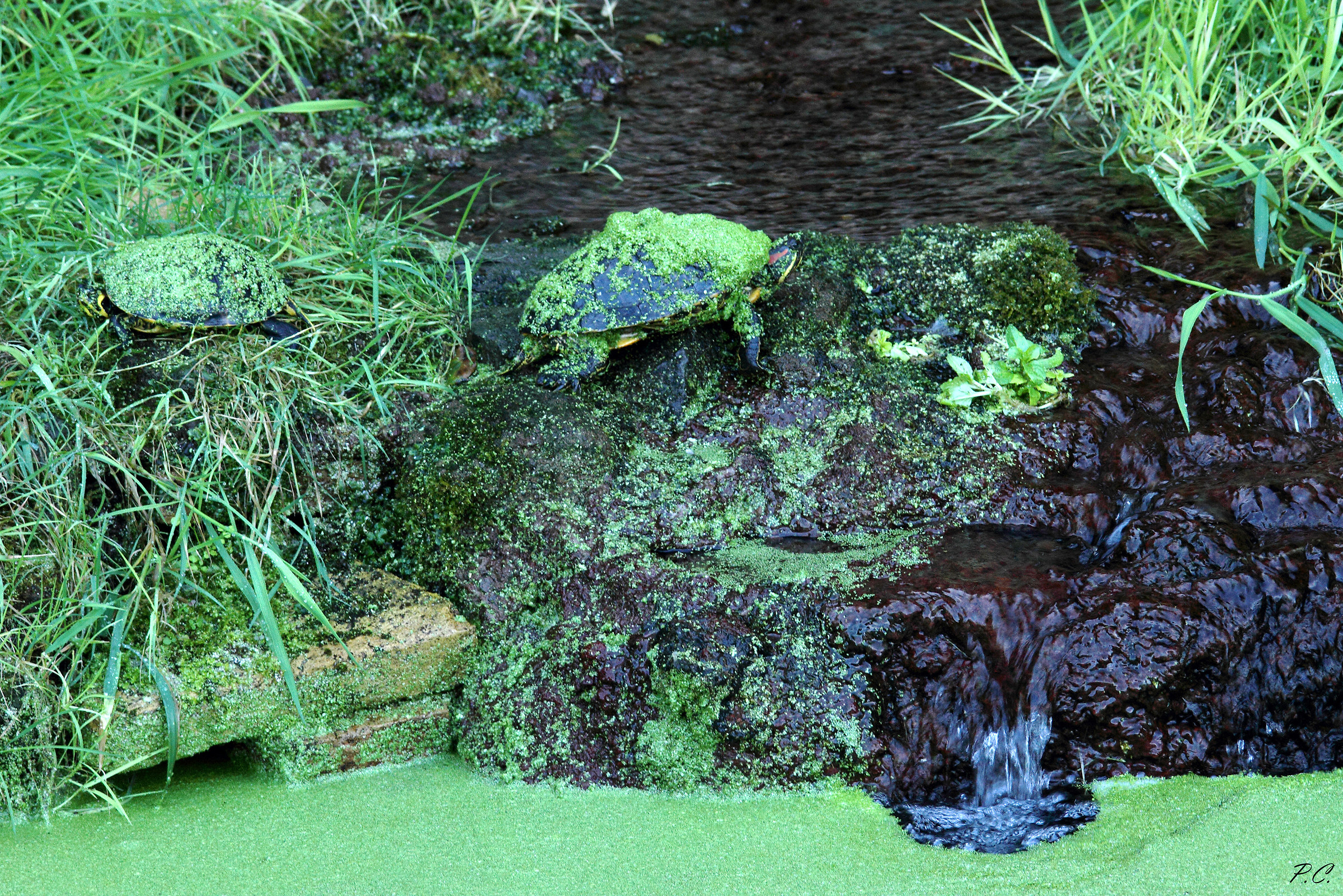 con gli zaini di lenticchie