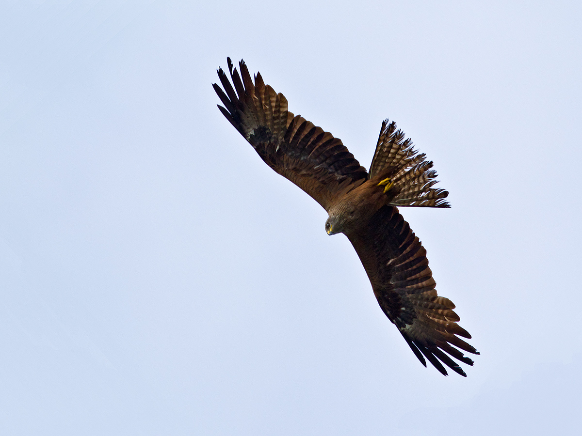 Black kite