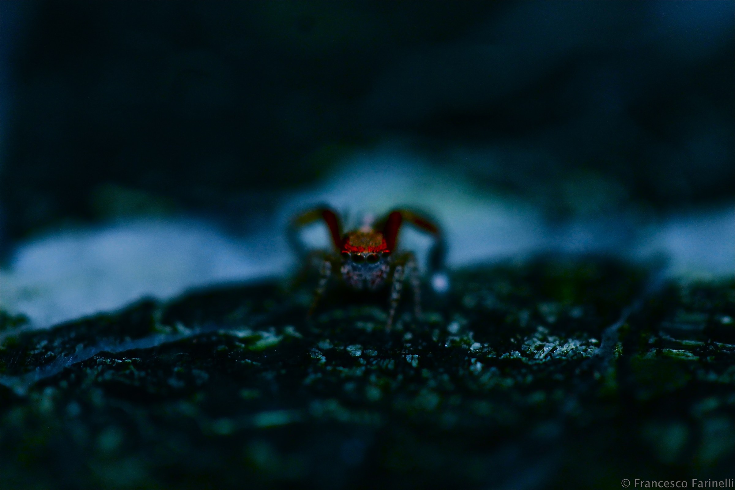 Spider in the Darkness