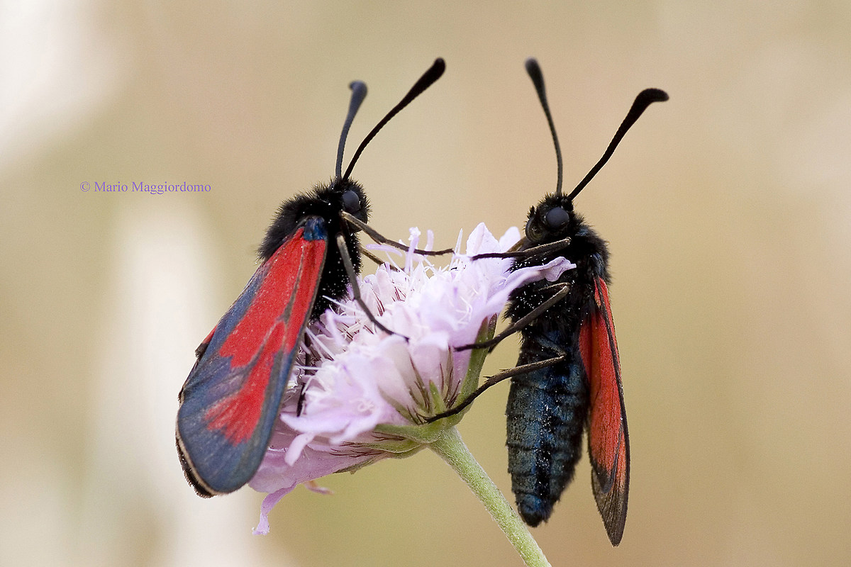 Zygaena minos