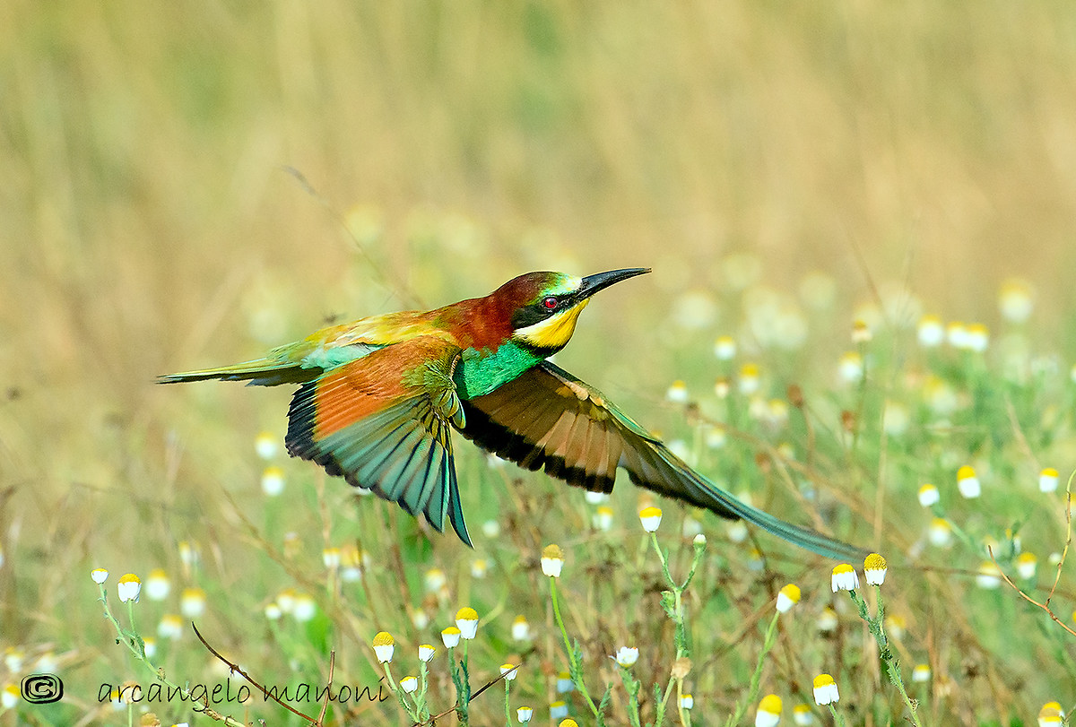 The tranquility flight