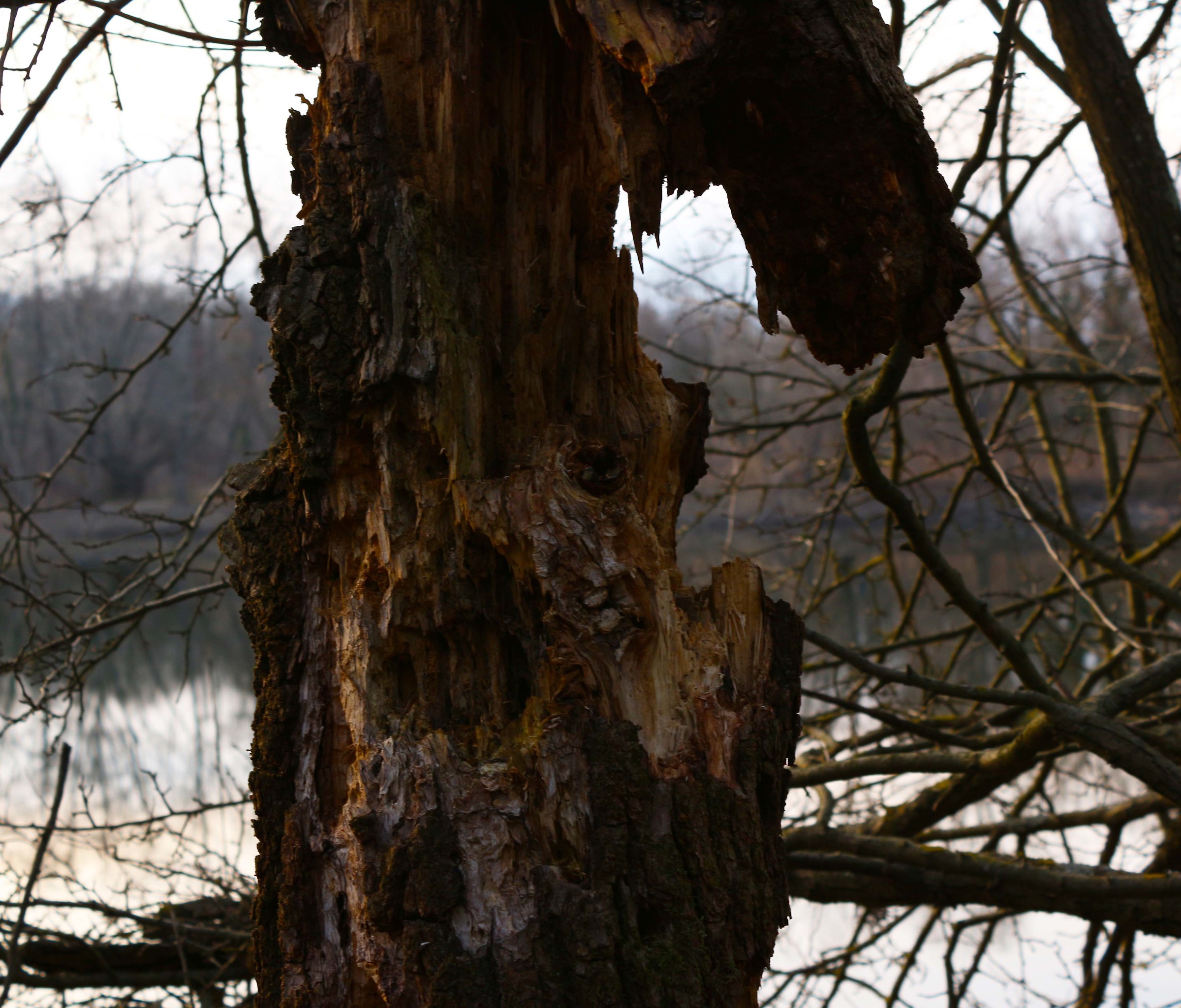 Seleziona naturale di un albero