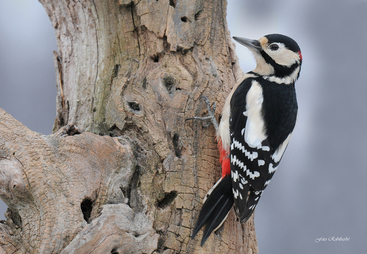Picchio rosso maggiore...