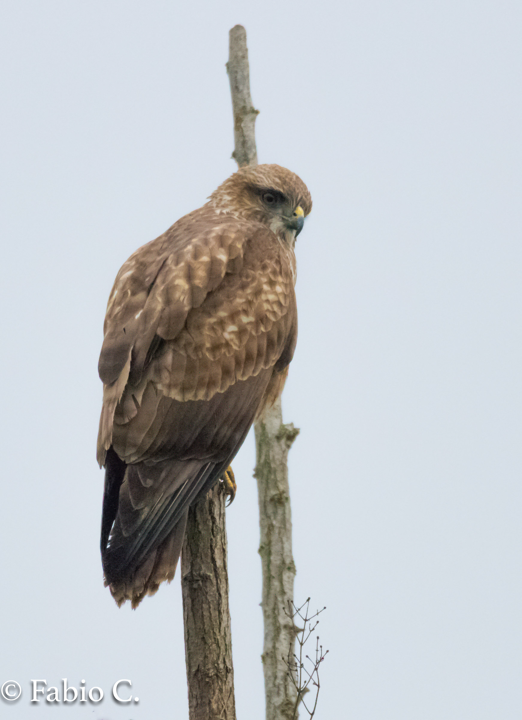 Buzzard