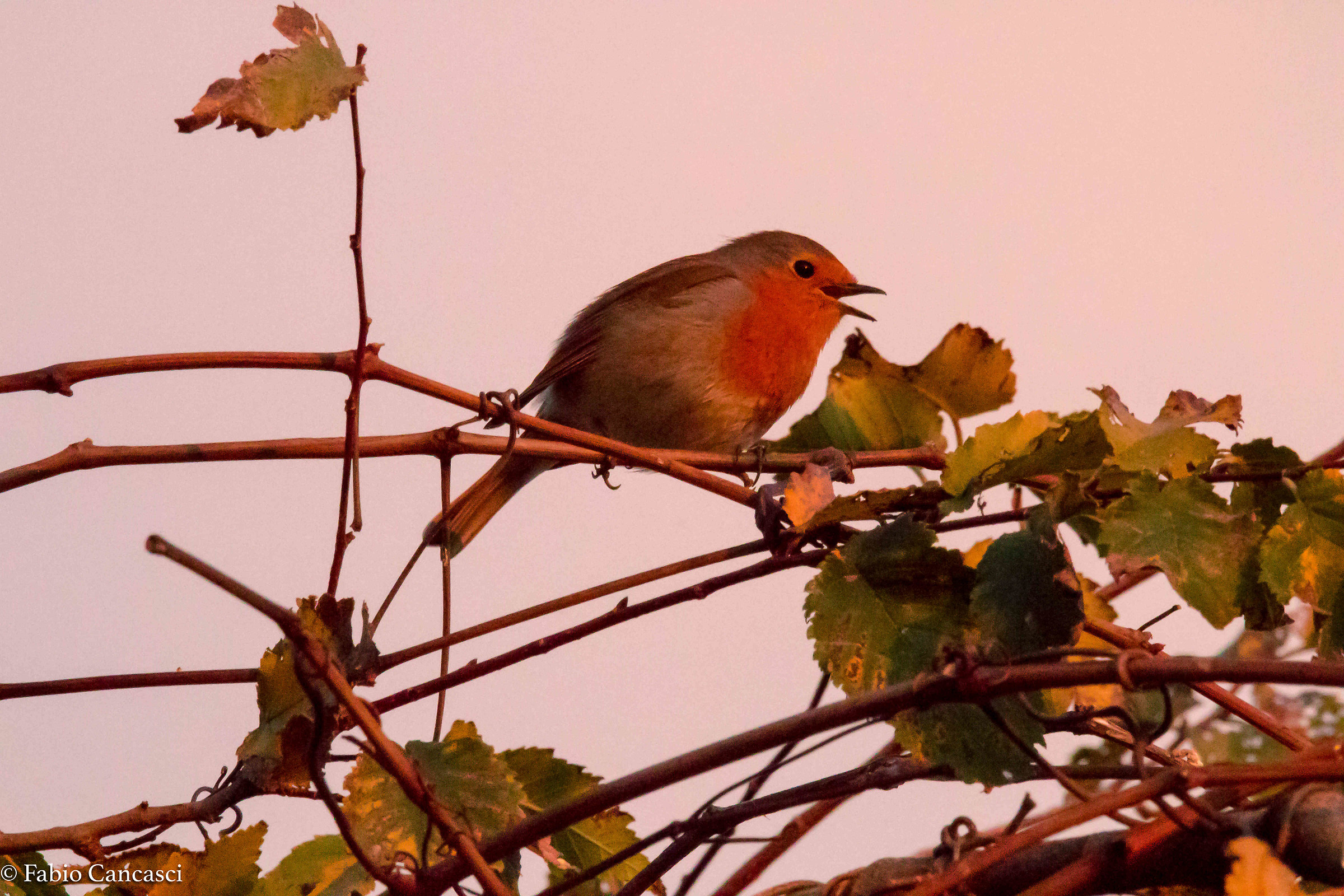 Robin sings at sunset