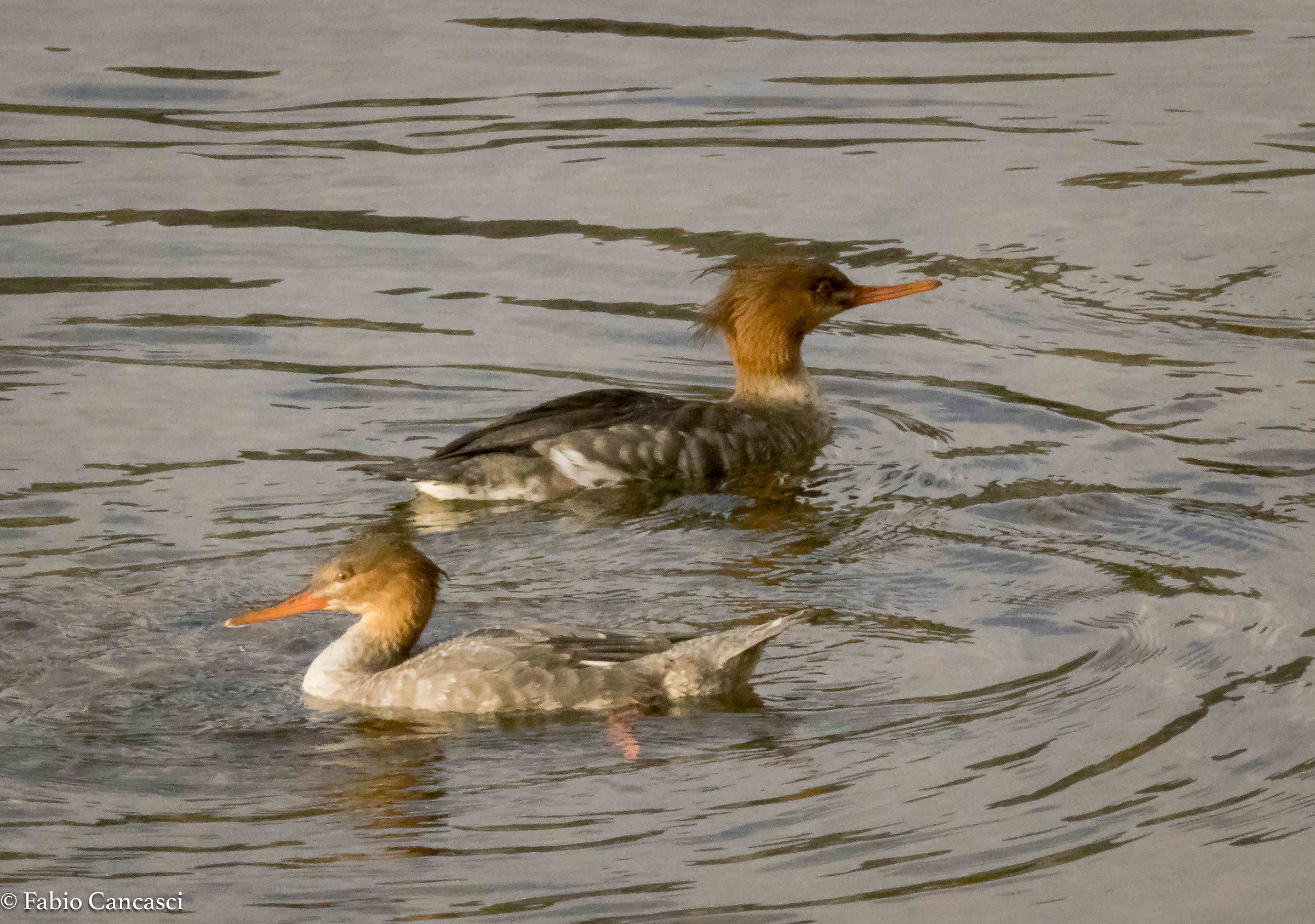 merganser