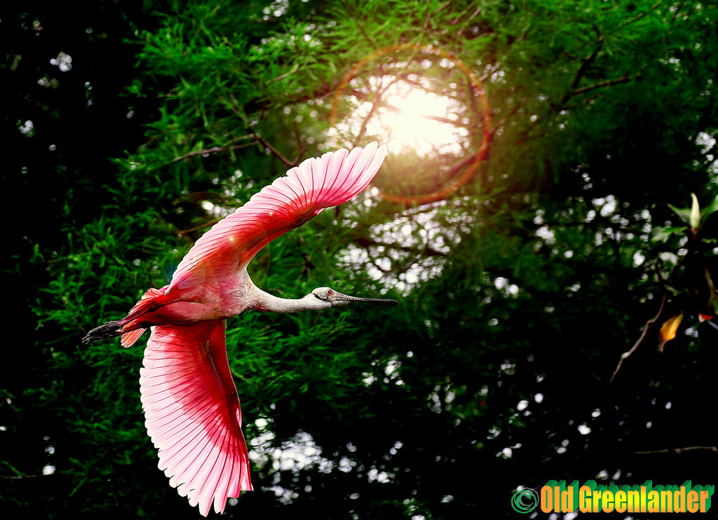 Roseatte spoonbill