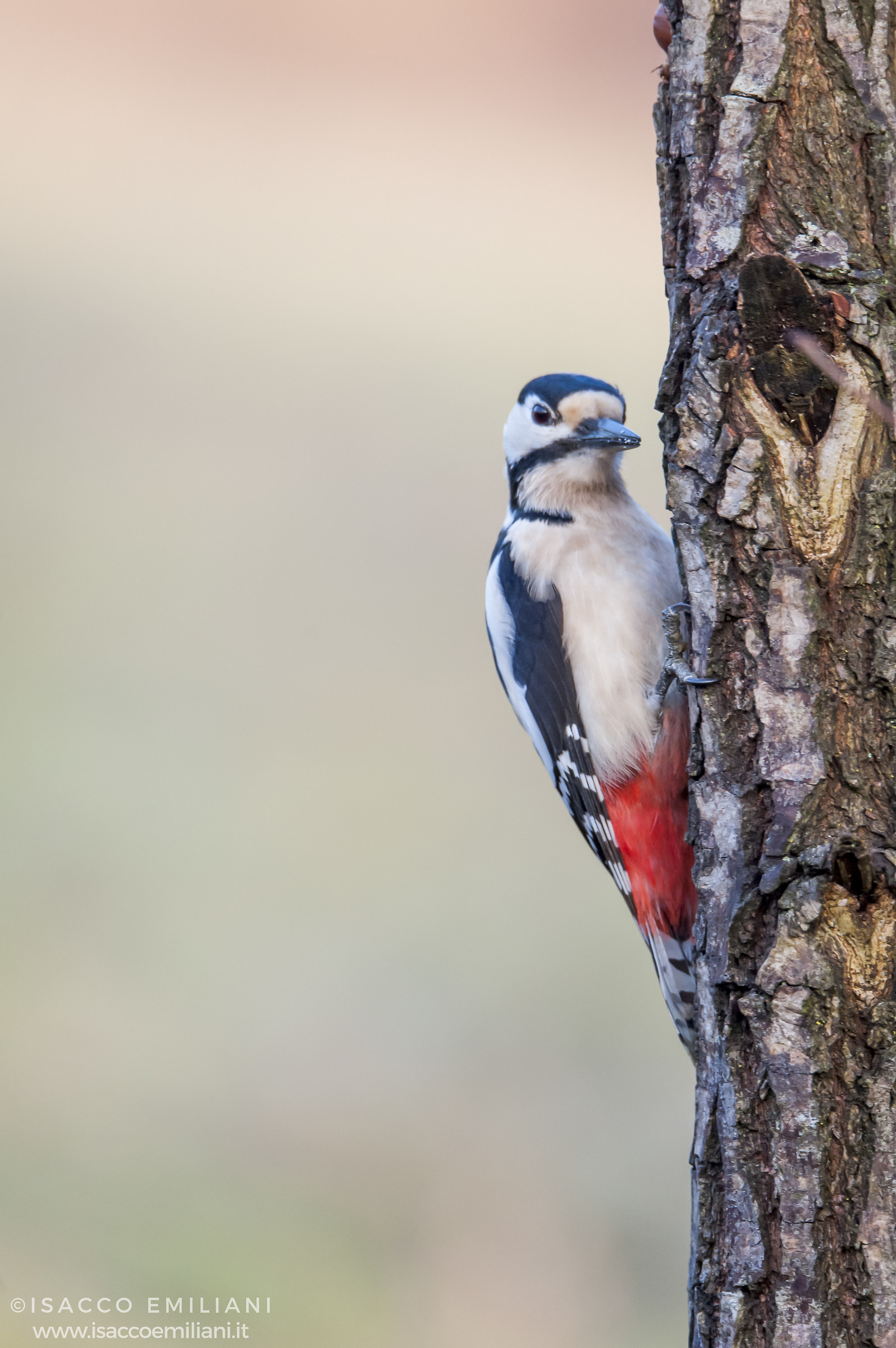Picchio Rosso alle prime luci del mattino