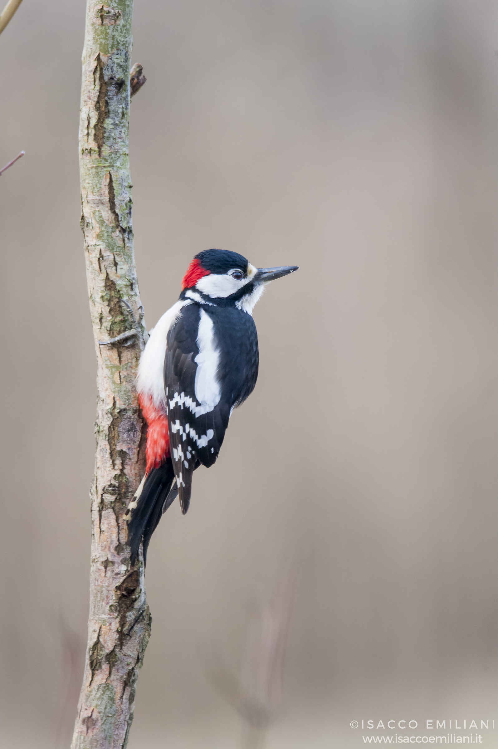Picchio Rosso alle prime luci del mattino