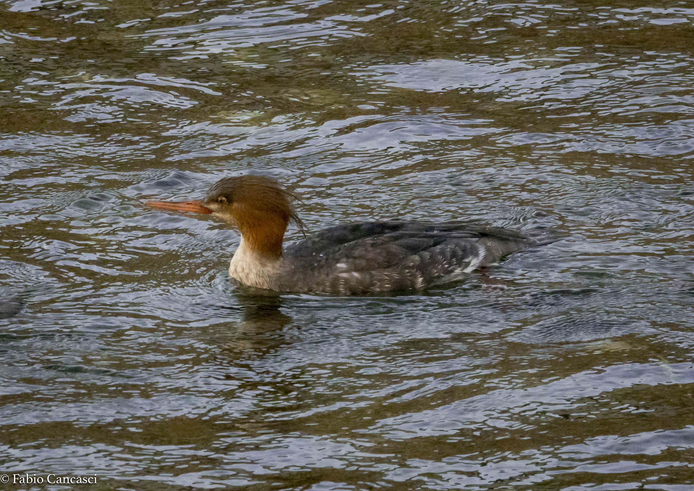 merganser