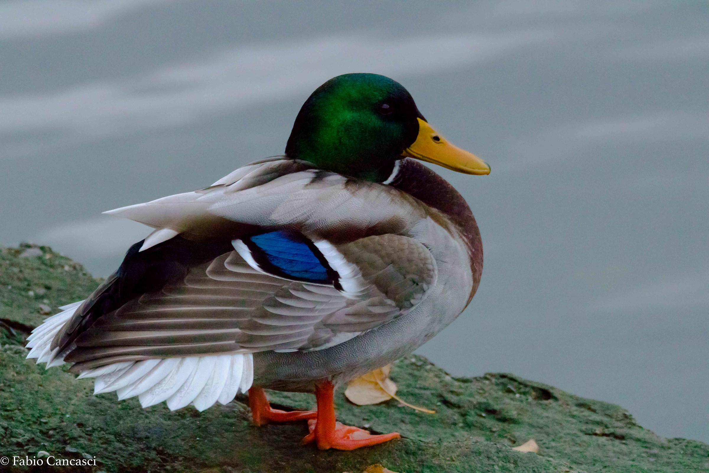 Mallard