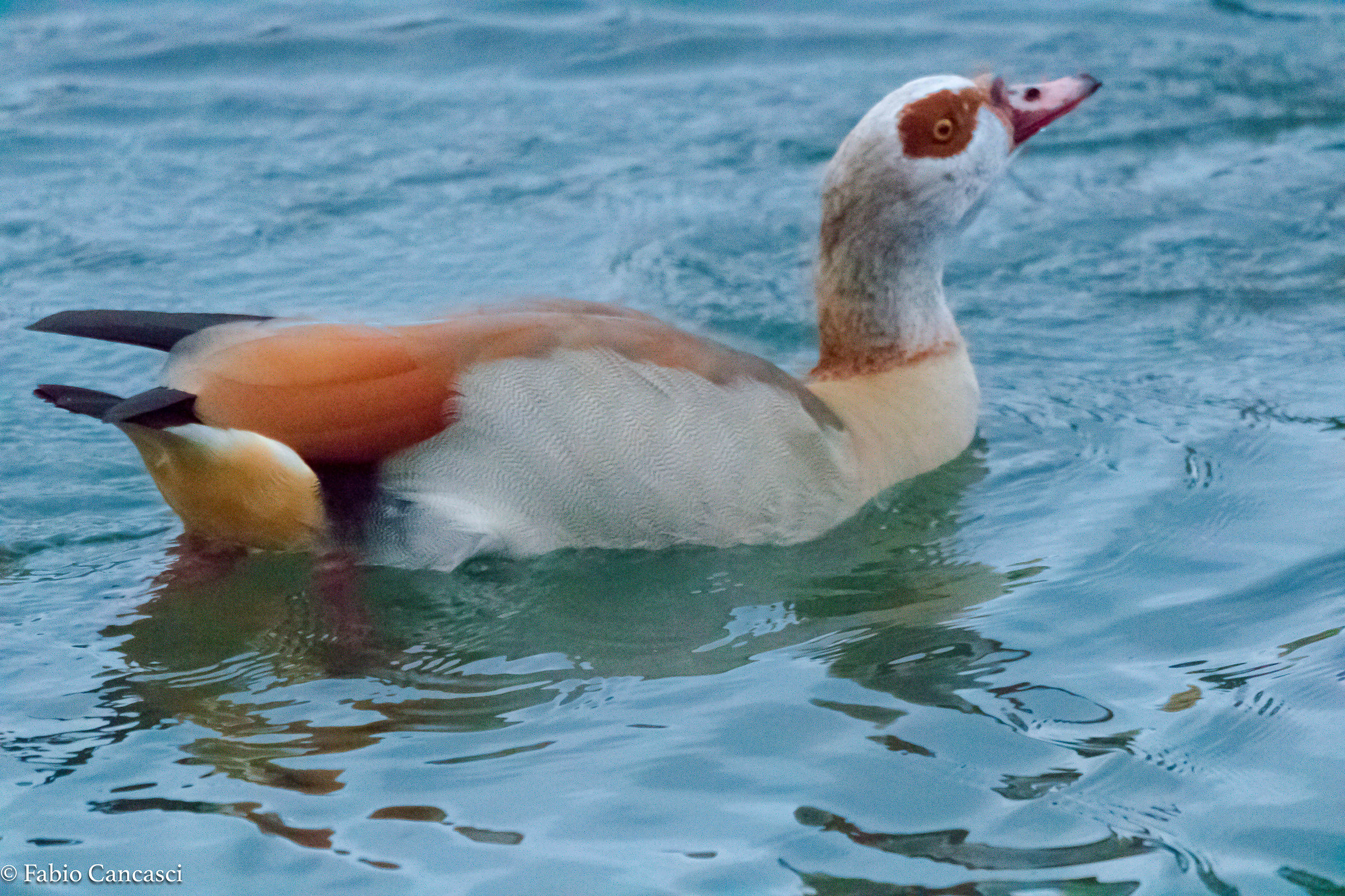 Egyptian goose