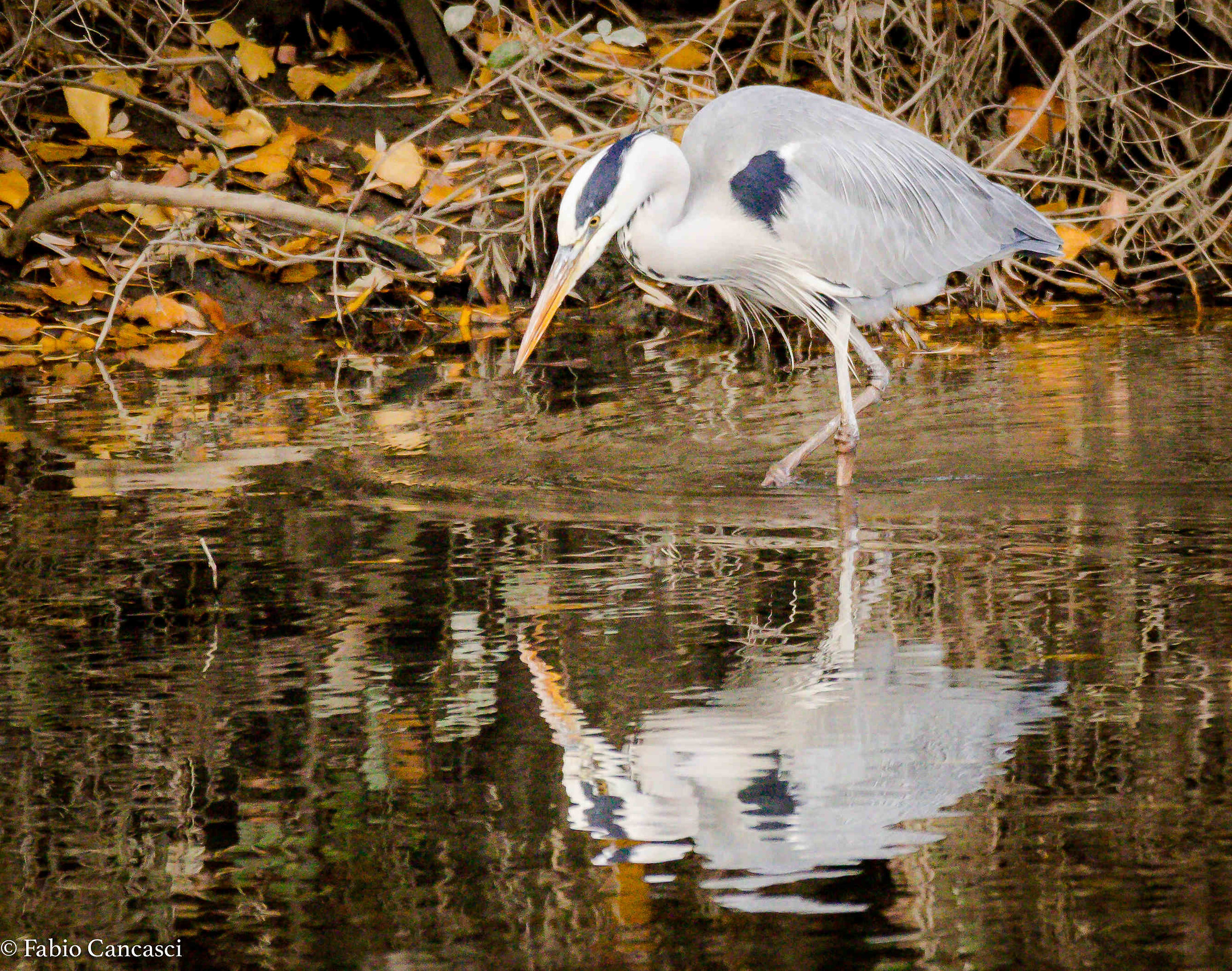 Grey Heron