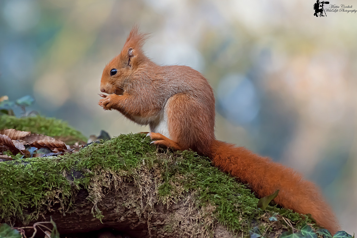 The Red Squirrel and the magic of colors