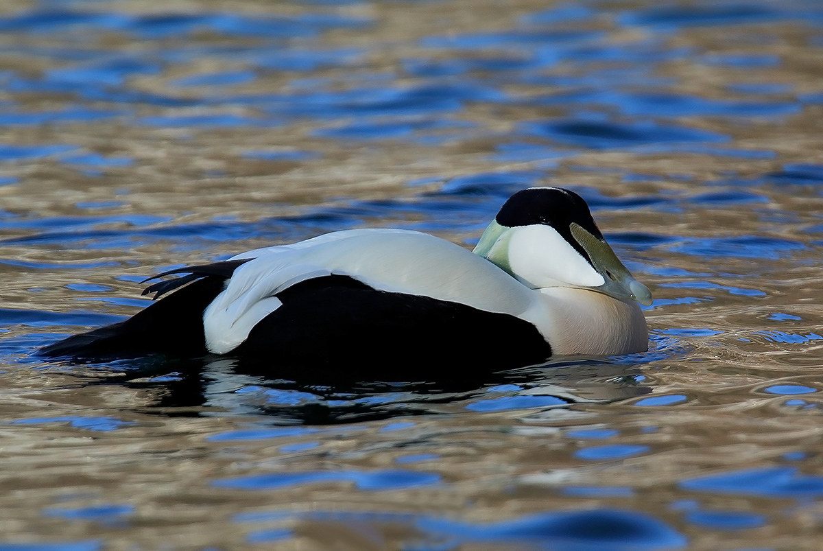 edrone in gray - blue