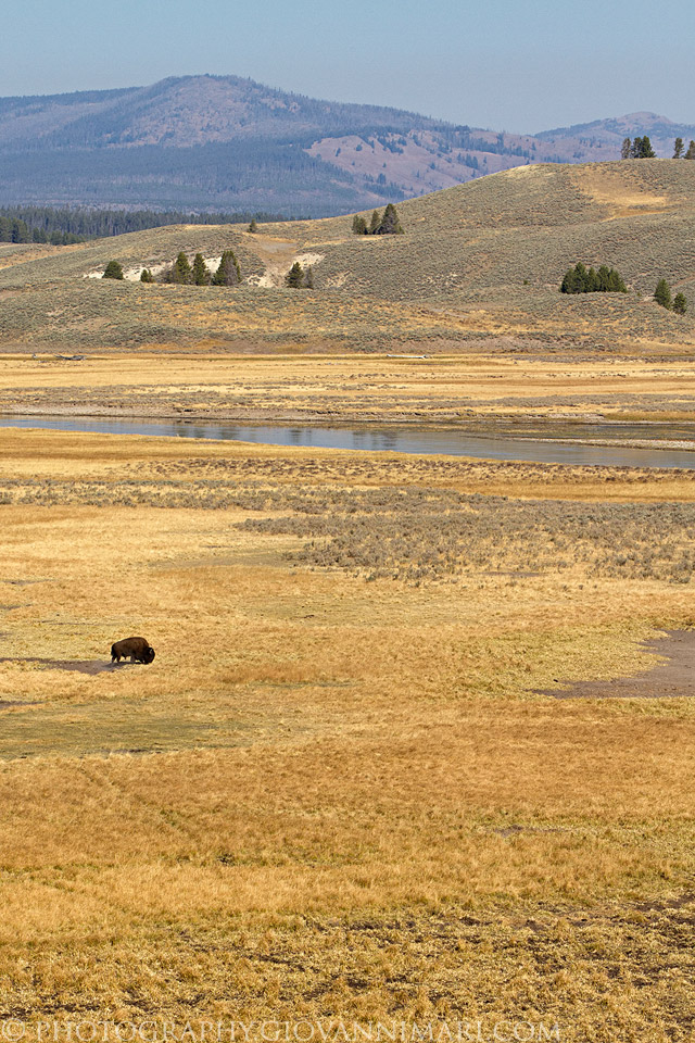 Hayden Valley, Yellowstone NP