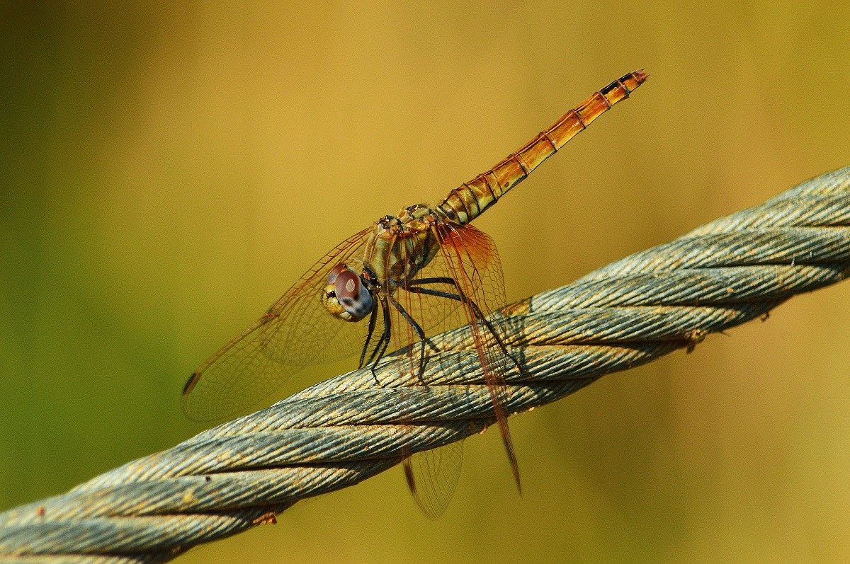 sympetrum fonscolombii