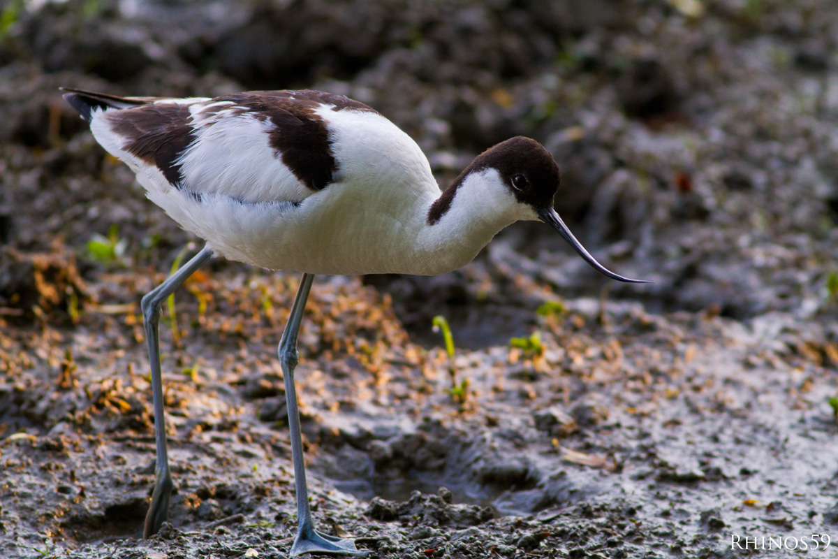 Avocetta