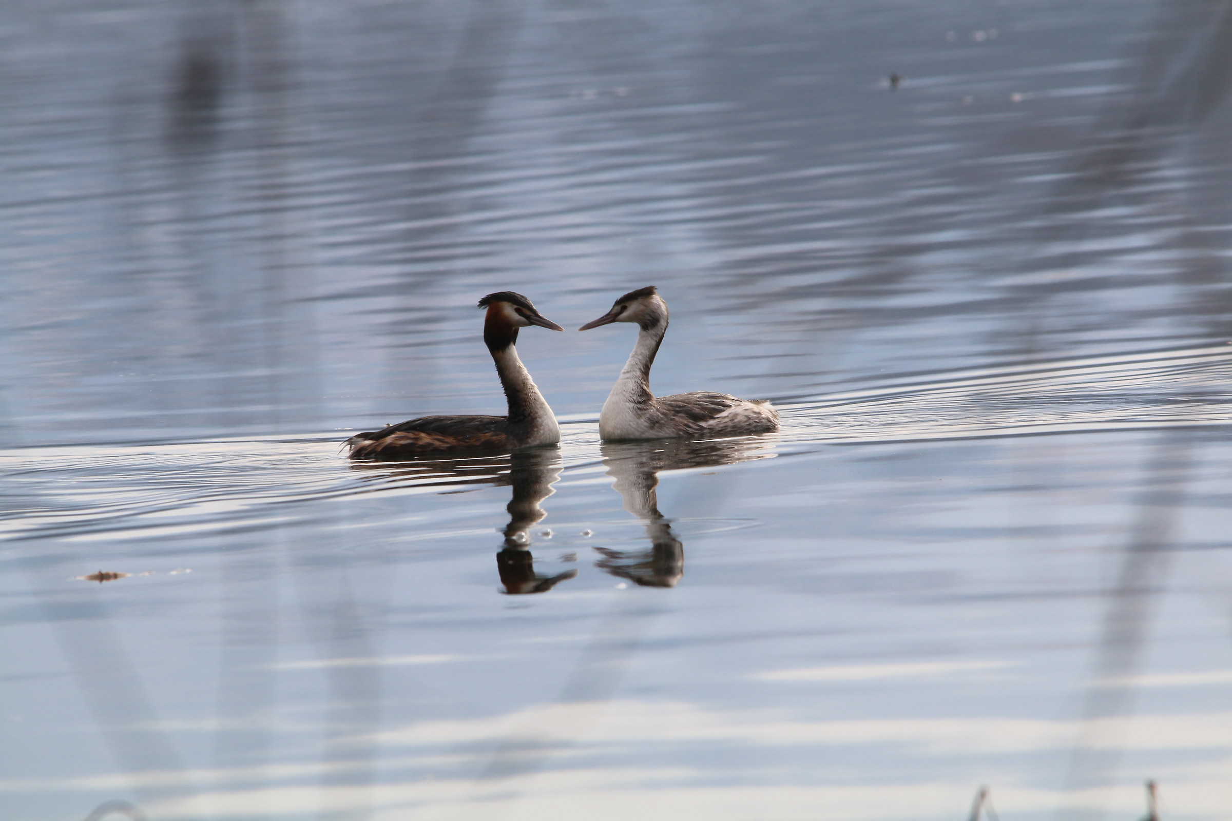 grebes