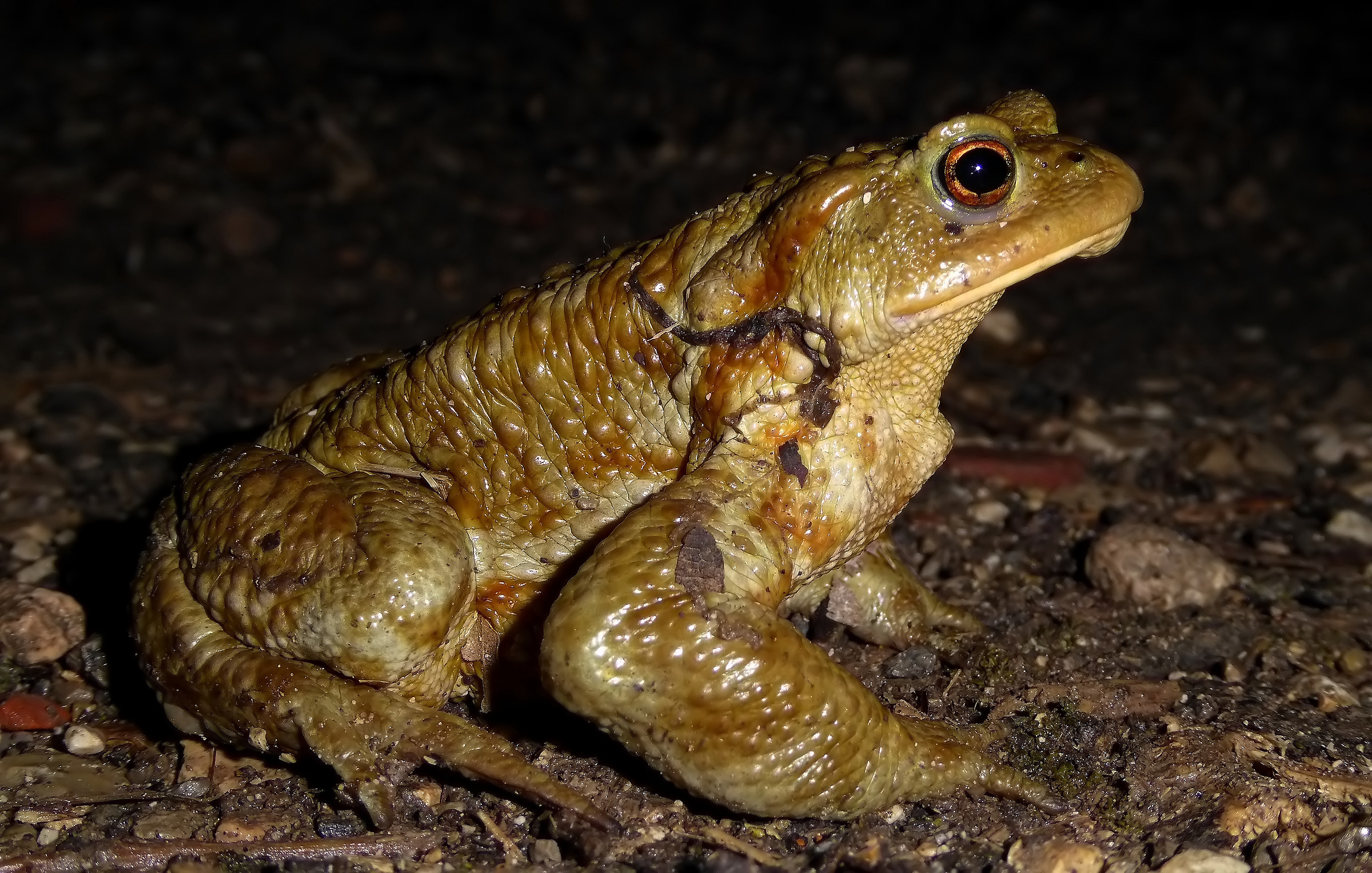 common toad (Bufo bufo)