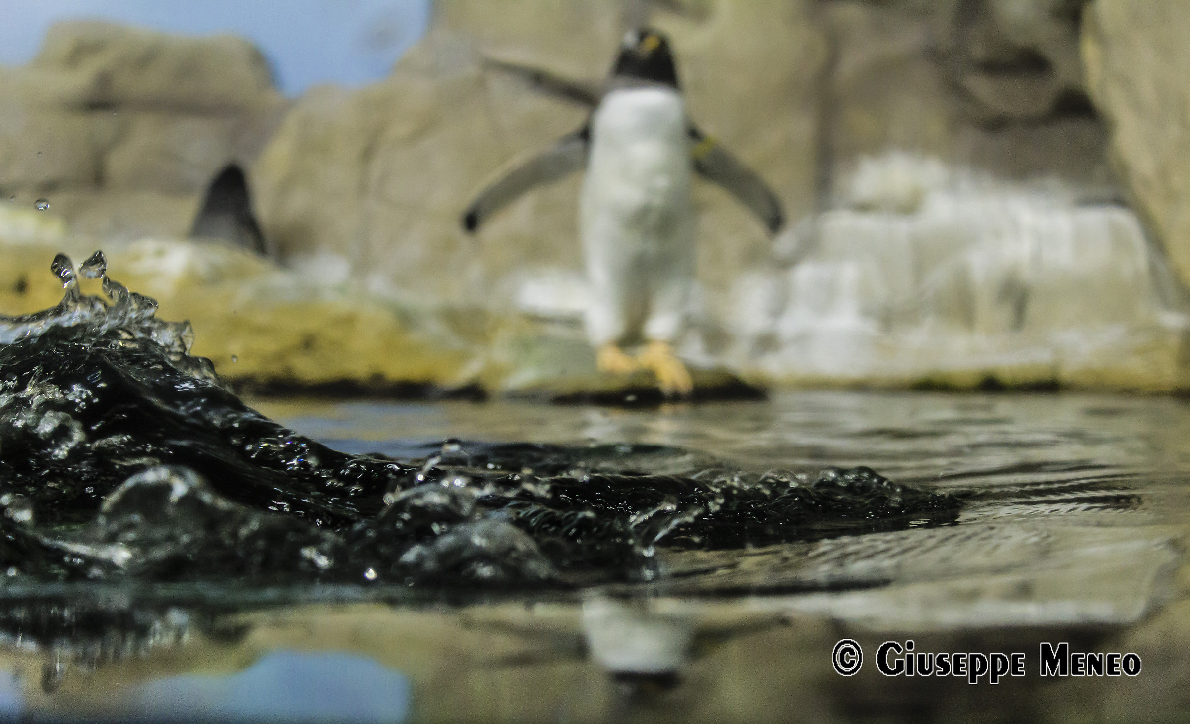 Tuffo di un pinguino