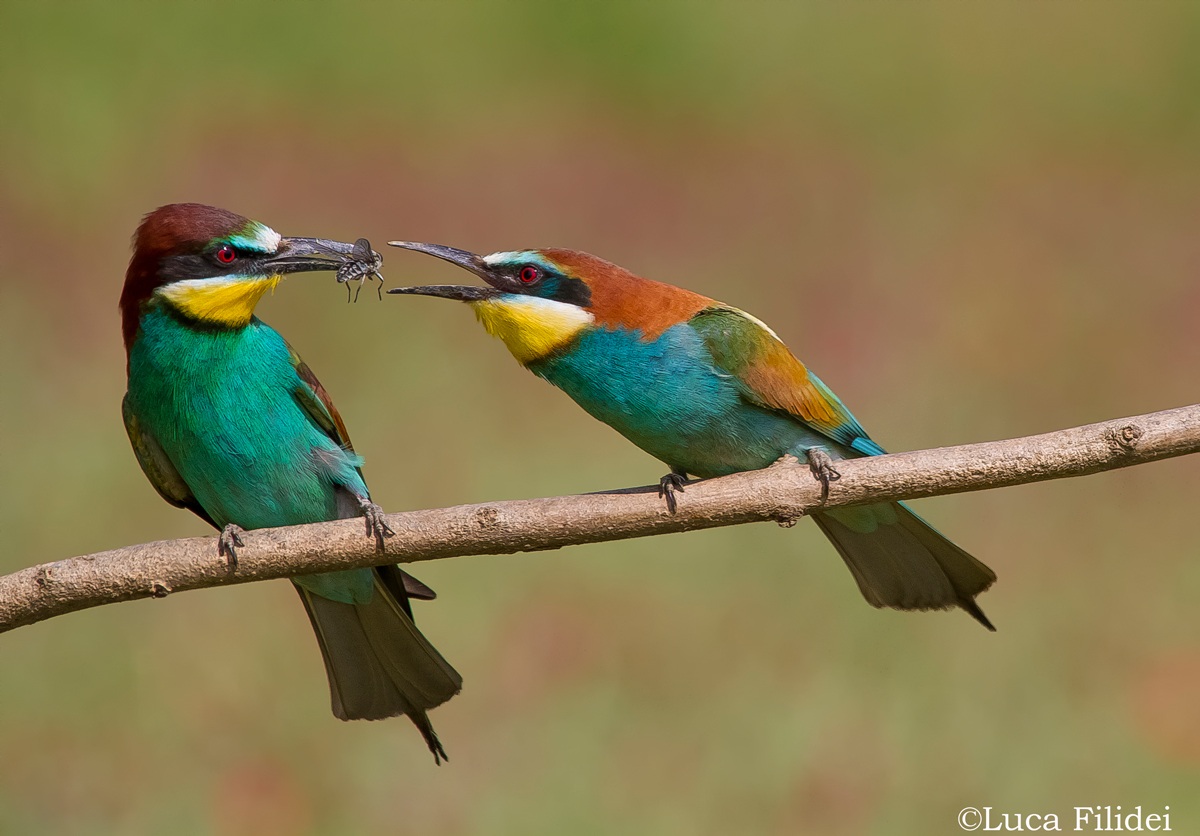 Eaters with exchange prey