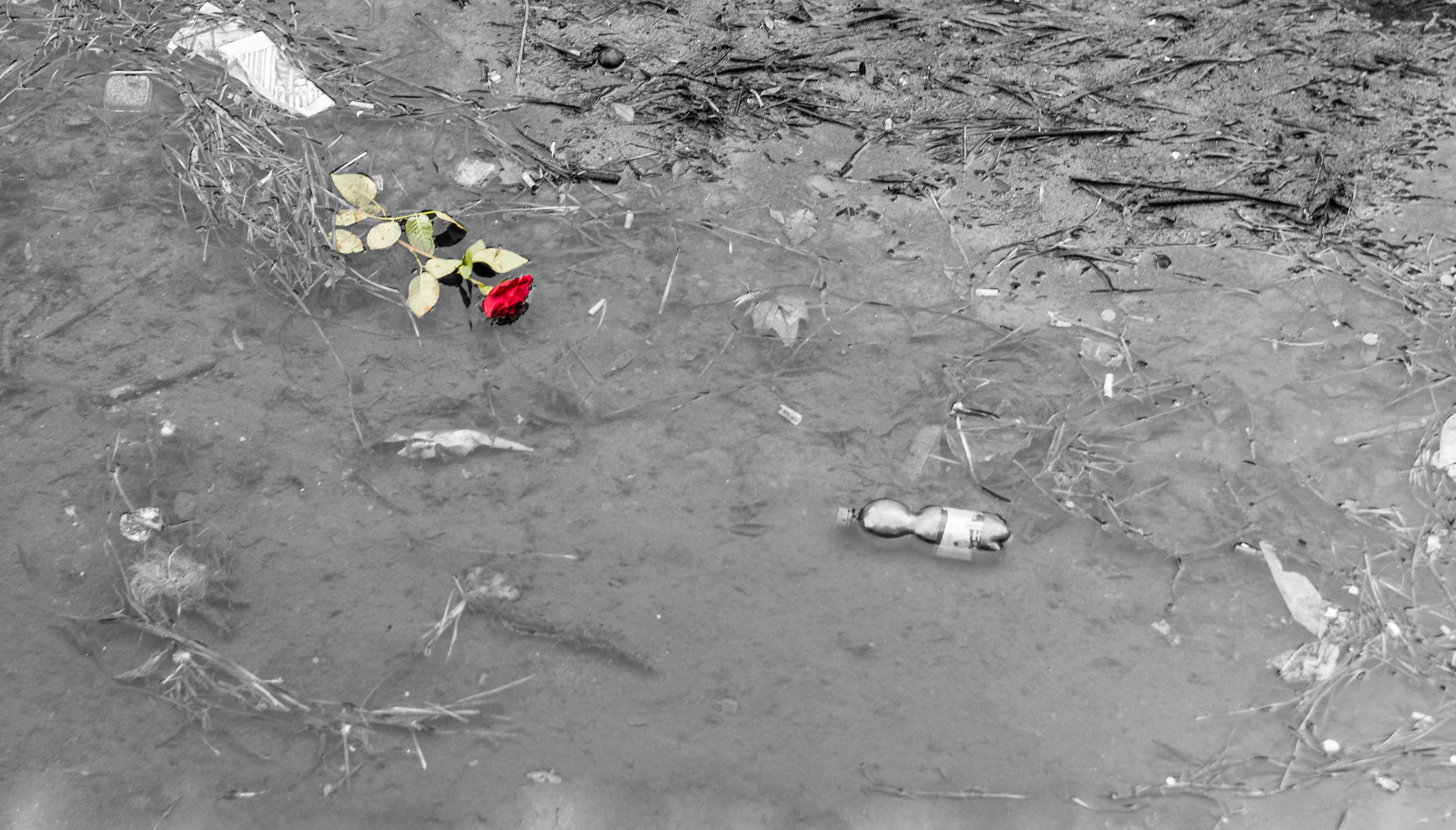 Un amore rifiutato...