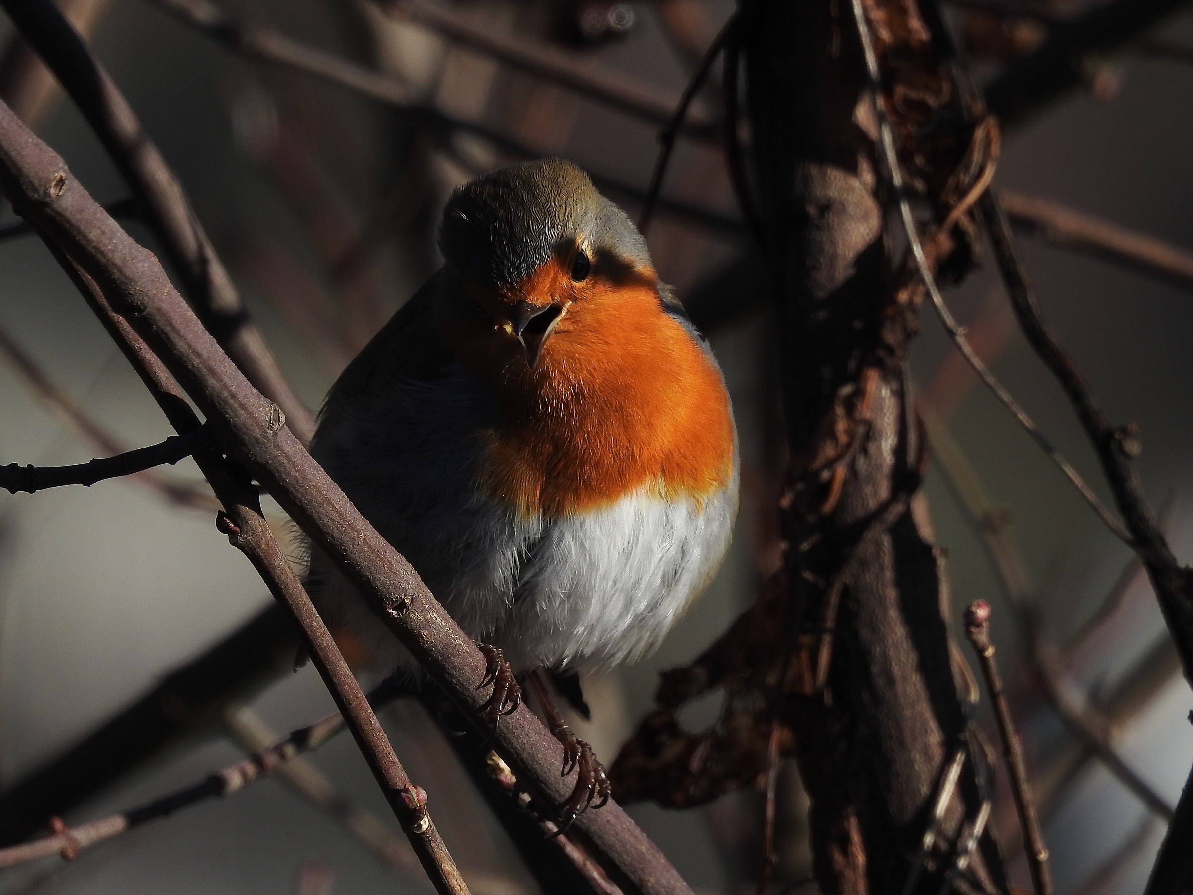 Robin in song