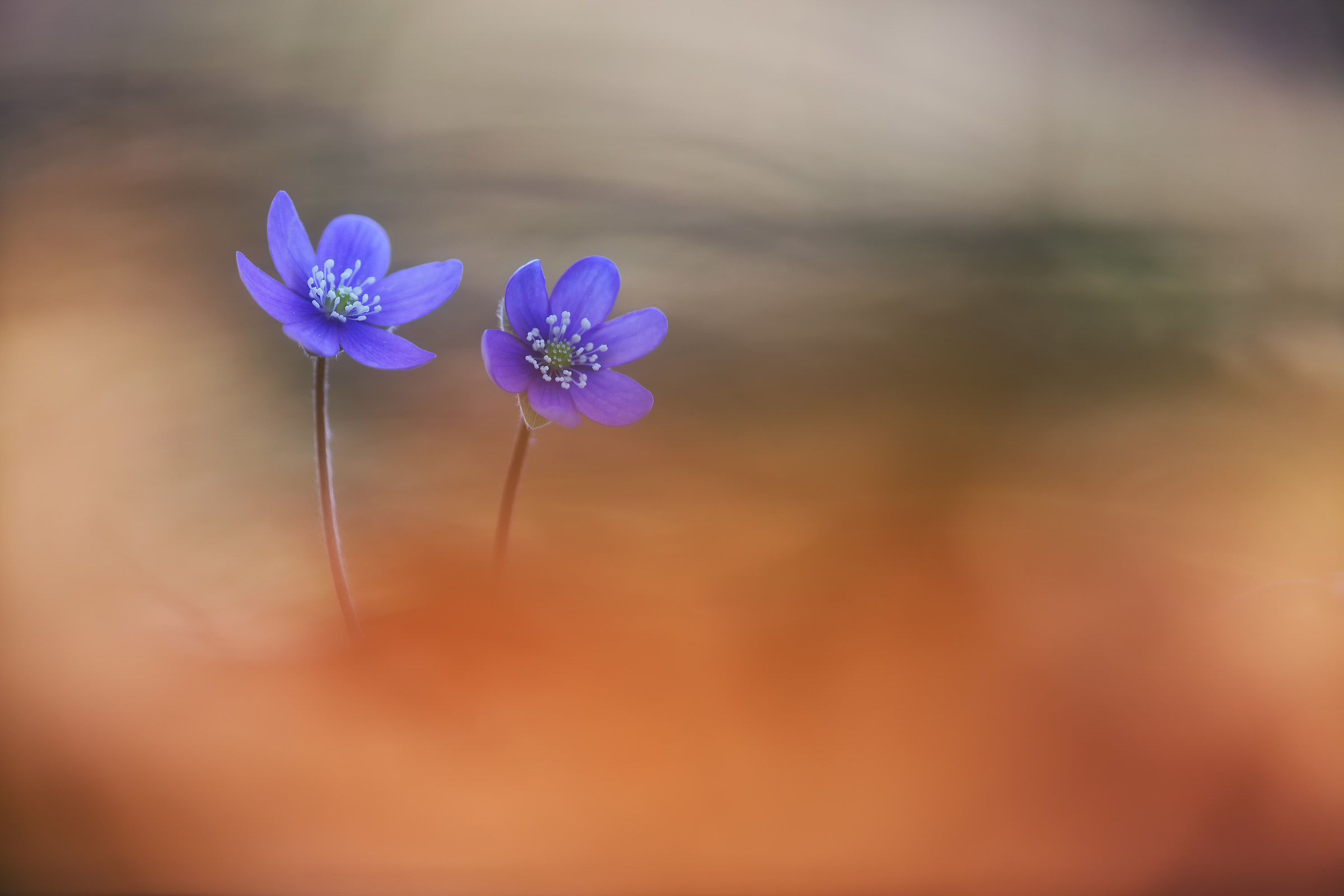 hepatica nobilis