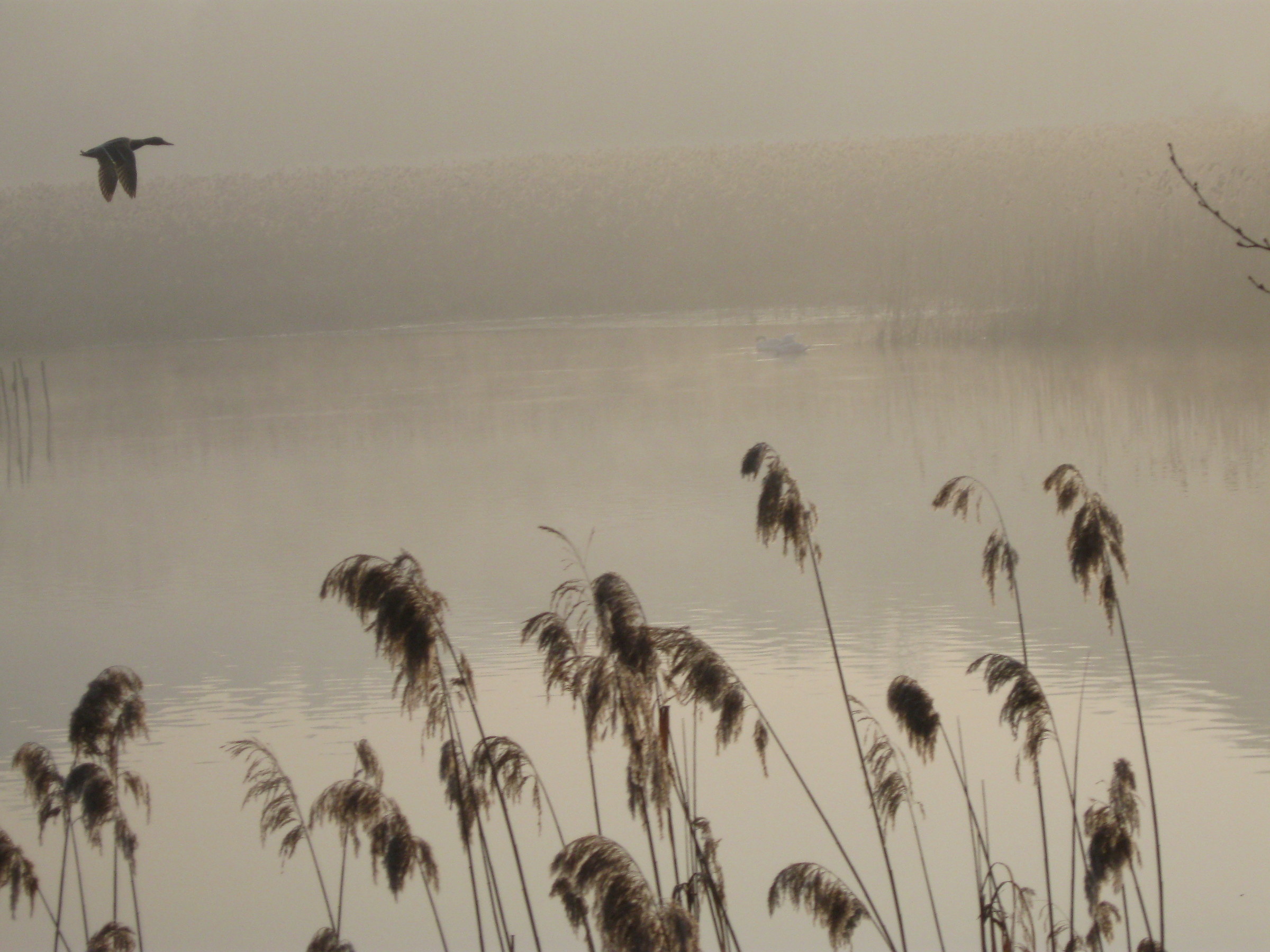 germano nella nebbia