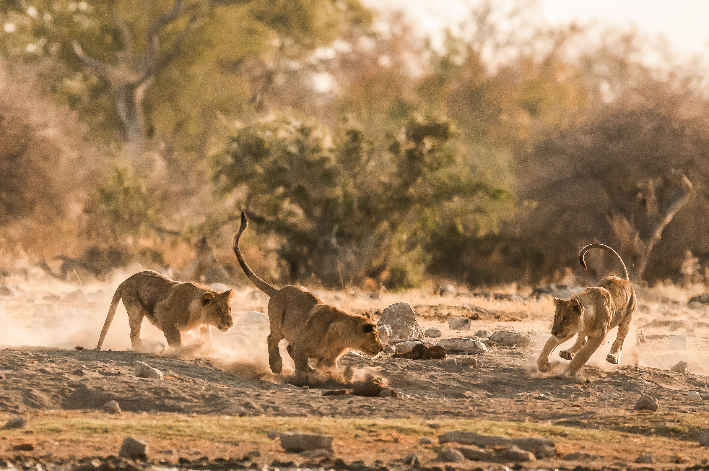 between puppies games