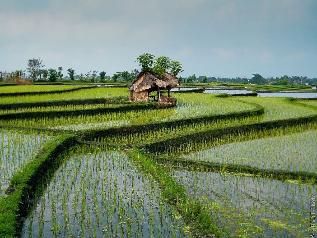 Bali-Risaia
