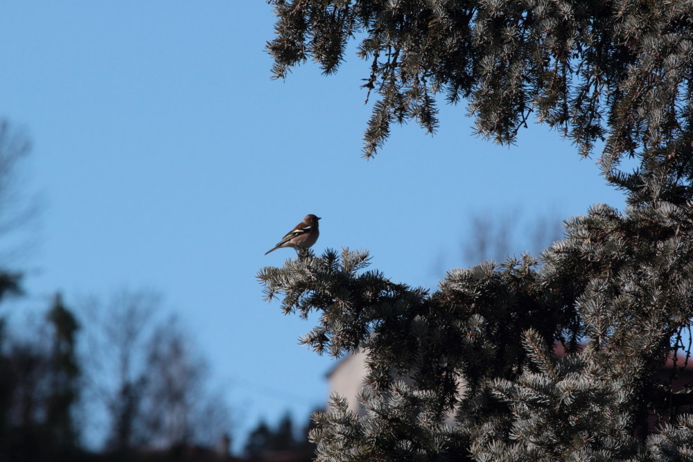 Chaffinch Municipality