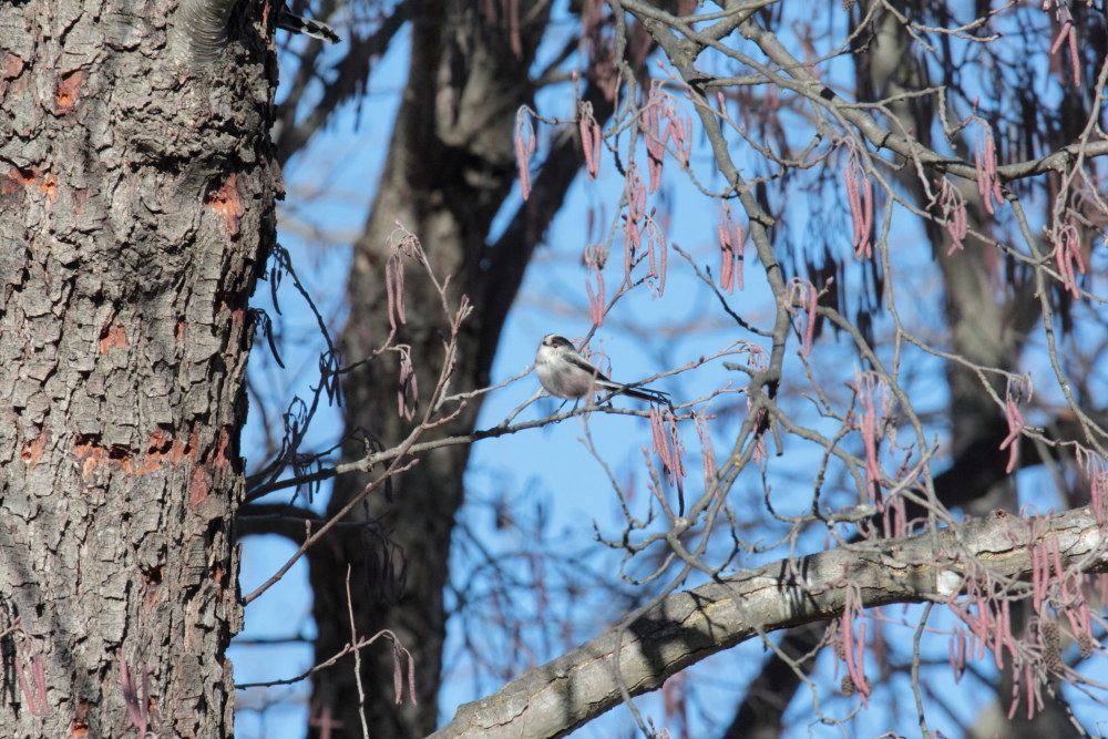 Long-tailed Tit