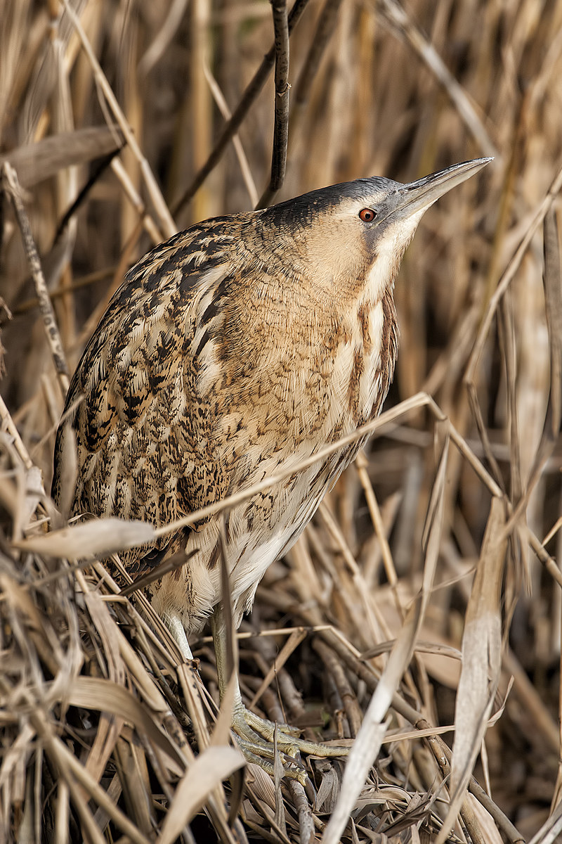 bittern (botaurus stellaris)