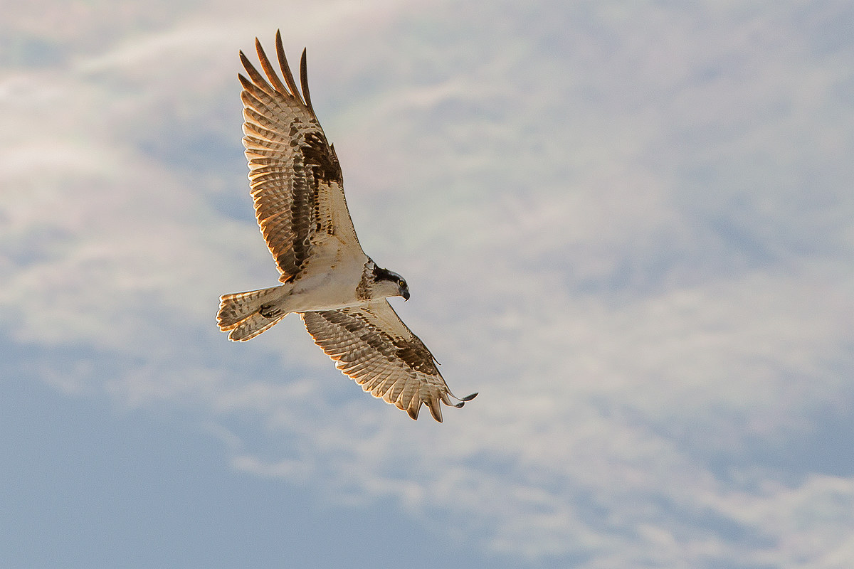 The first rays of the Fisherman