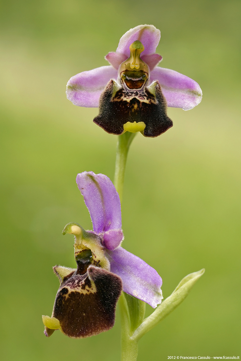 Ophrys fuciflora (FWSchmidt) Moench