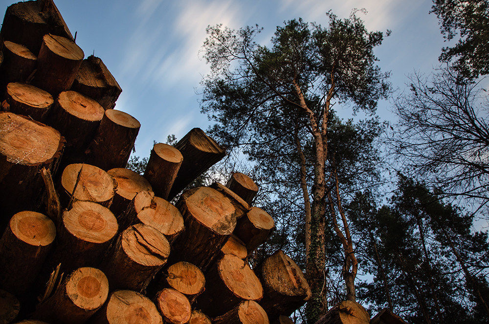 Story of trees