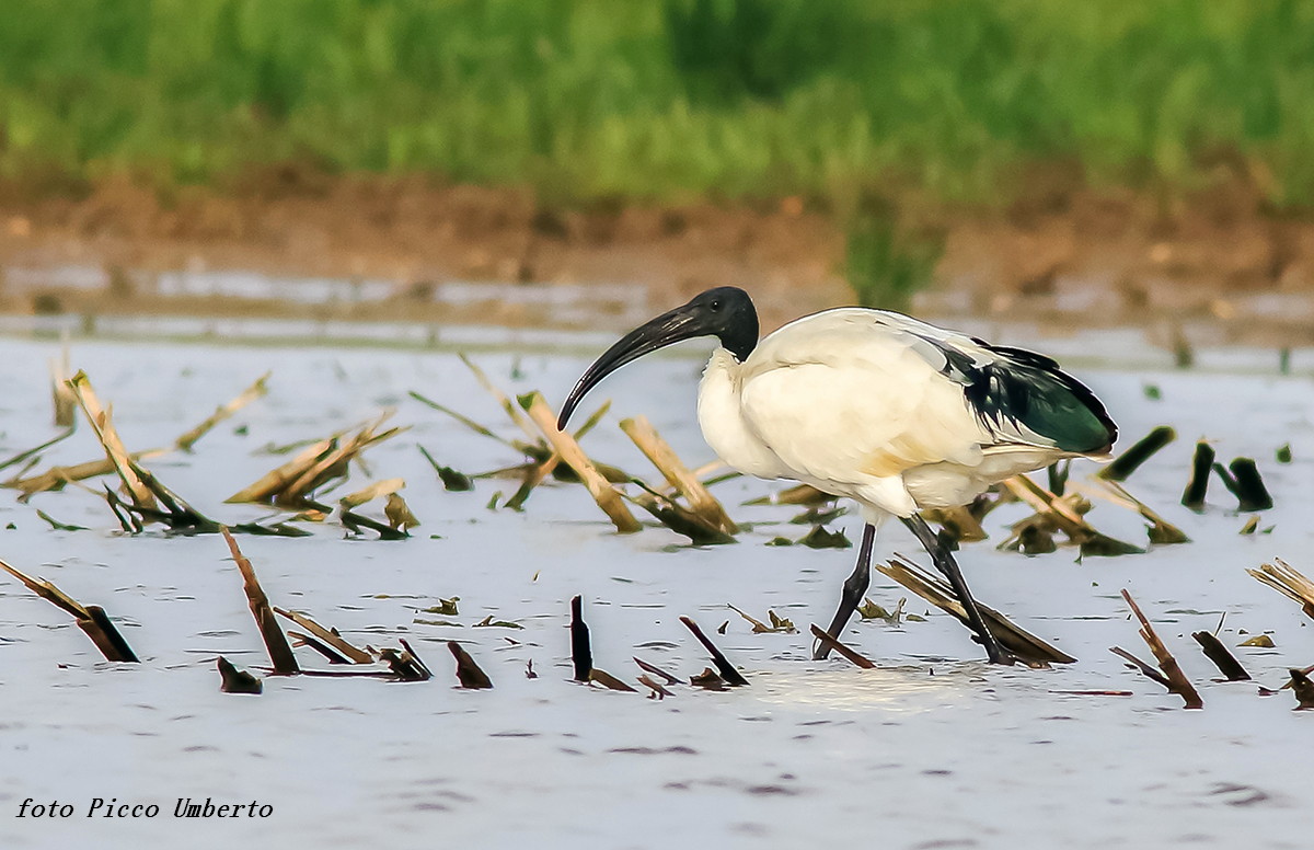 sacred ibis