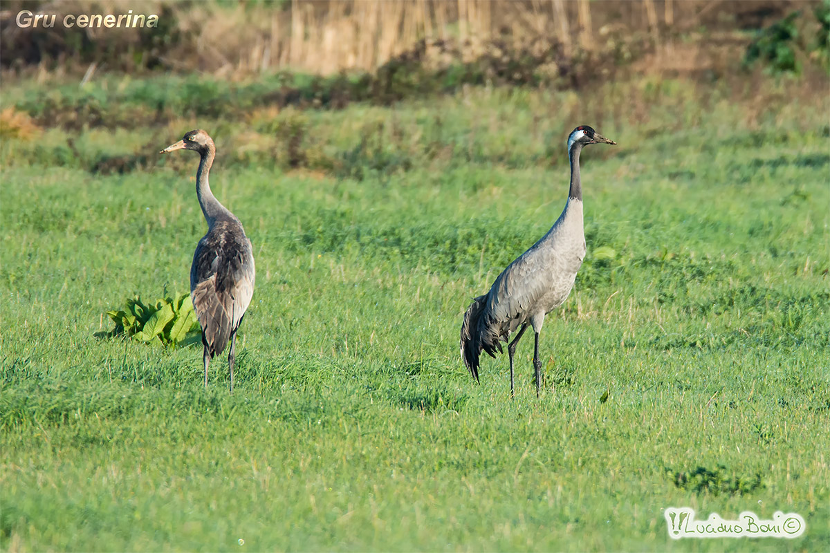 Maremma cranes