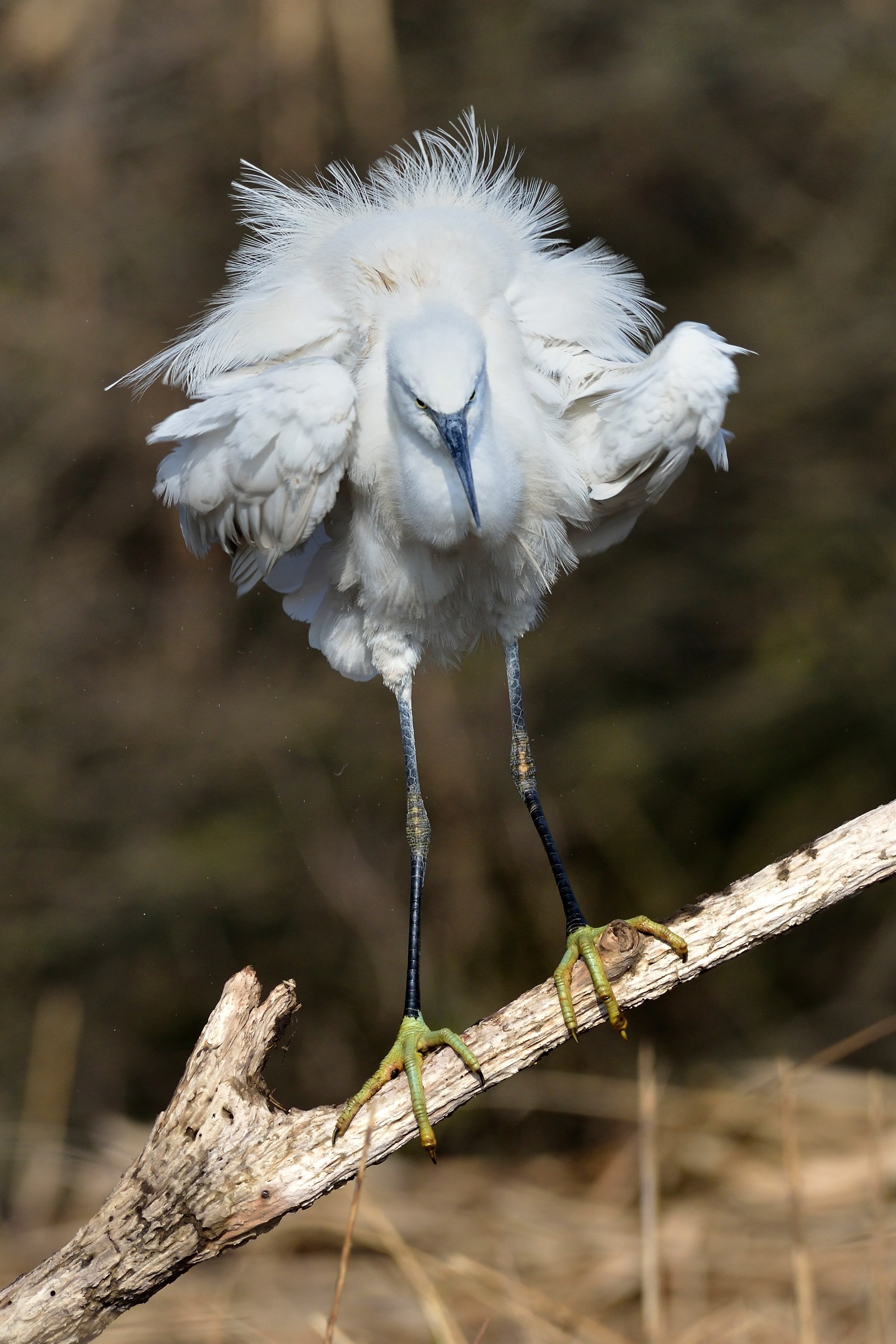 Garzetta arruffata.....