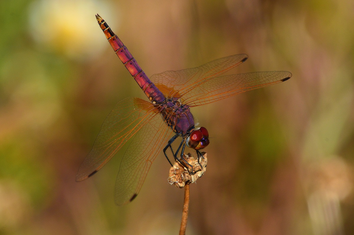sympetrum sanguineum