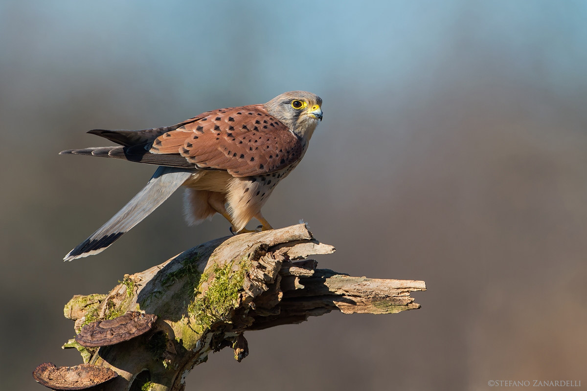 Kestrel...